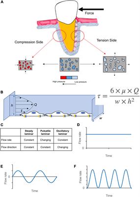 Fluid flow shear stress and tissue remodeling—an orthodontic perspective: evidence synthesis and differential gene expression network analysis